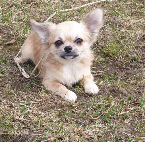 Chihuahua (foto #4)