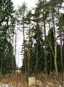 Harju maakond, Saku vald, Kiisa alevik, Sauna tee 11 (2 foto / 6)