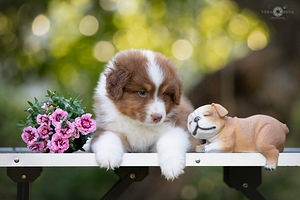 AUSTRALIAN SHEPHERDS