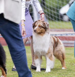 AUSTRALIAN SHEPHERDS (6 valokuva sivusta 7)