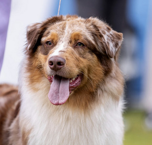 AUSTRALIAN SHEPHERDS (7 valokuva sivusta 7)