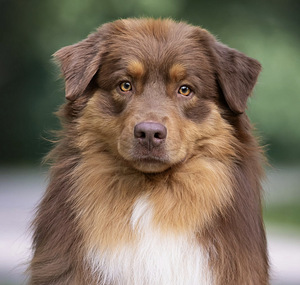 AUSTRALIAN SHEPHERDS (2 valokuva sivusta 7)