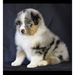 AUSTRALIAN SHEPHERDS (1 valokuva sivusta 7)