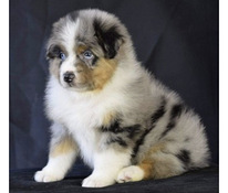 AUSTRALIAN SHEPHERDS