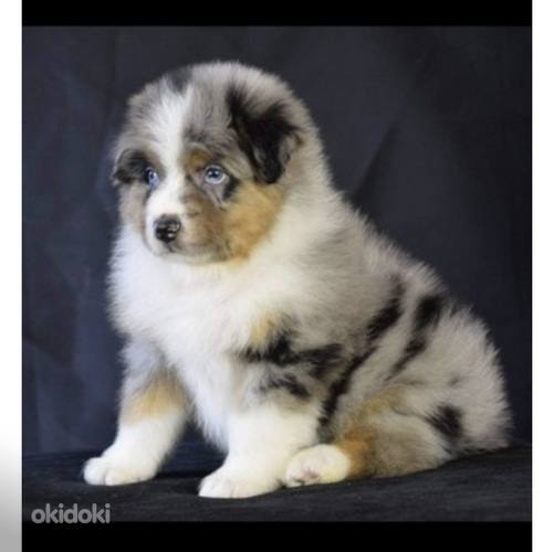 AUSTRALIAN SHEPHERDS