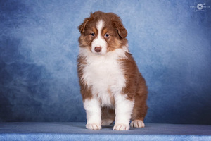 AUSTRALIAN SHEPHERDS (10 valokuva sivusta 10)