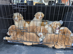 AUSTRALIAN SHEPHERDS (4 valokuva sivusta 8)