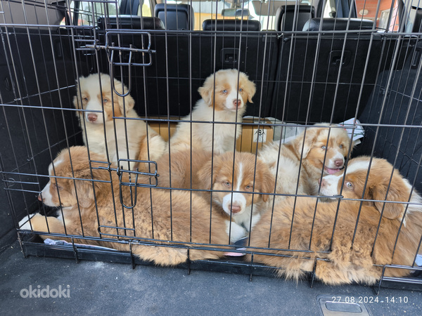 AUSTRALIAN SHEPHERDS (valokuva #4)