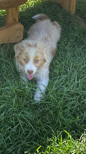 AUSTRALIAN SHEPHERDS (5 valokuva sivusta 8)