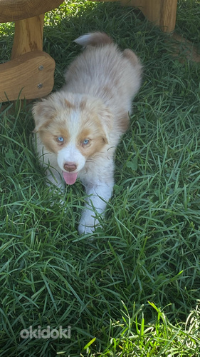 AUSTRALIAN SHEPHERDS (valokuva #5)