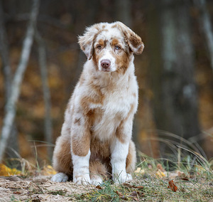 AUSTRALIAN SHEPHERDS (2 valokuva sivusta 8)