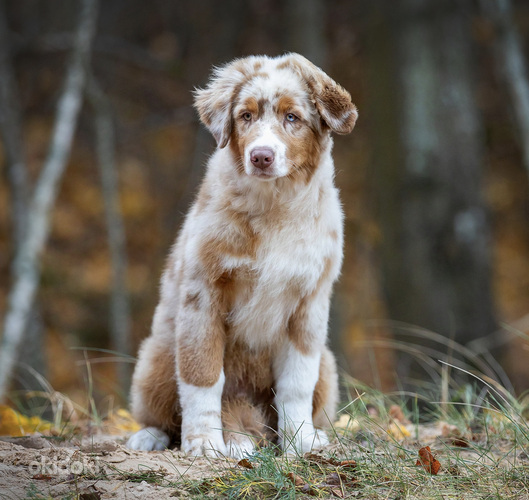 AUSTRALIAN SHEPHERDS (valokuva #2)