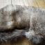 Воротник из серебристой лисицы (фото #1)