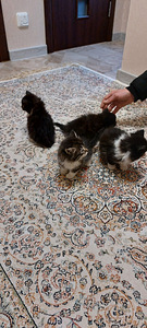 Kassipojad otsivad kodu/Котята ищут дом) (3 фото из 3)
