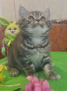 Британские котята (6 фото из 9)