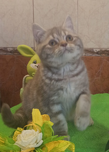 Британские котята (8 фото из 9)