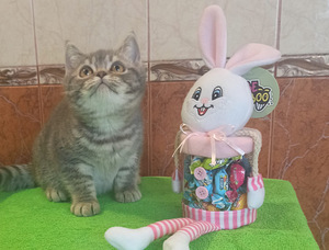 Британские котята (9 фото из 9)