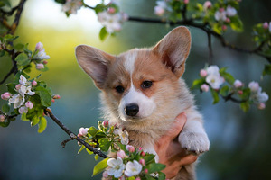 Welsh Corgi Pembroke kutsikad (2 foto / 10)