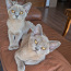 Burma kassipojad sugupuuga (foto #5)