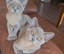 Бурманские котята с родословной