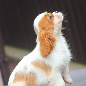 Cavalier King Charles Spaniel (2 фото из 10)