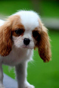 Cavalier King Charles Spaniel (4 фото из 10)