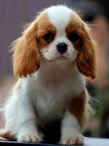 Cavalier King Charles Spaniel (8 фото из 10)