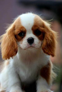Cavalier King Charles Spaniel (9 фото из 10)