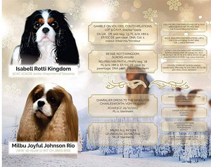 Cavalier King Charles Spaniel (1 фото из 10)