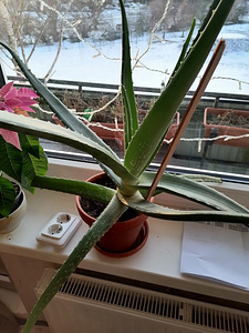 Müün suurt Aloe Vera (3 foto / 3)