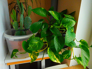 Epipremnum kuldne (Epipremnum aureum) (1 foto / 2)