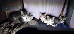 Красивые котята (3 фото из 3)
