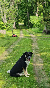 Segavereline koer (3 foto / 5)