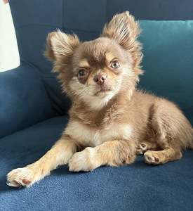 Chihuahua kutsikate müük. (4 foto / 9)