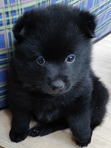 Schipperke kutsikad (5 foto / 5)