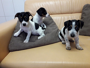 Jack russel terrier (2 foto no 3)