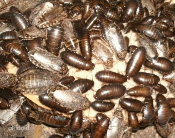 Аргентинские тараканы (фото #1)