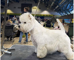 West highland white terrier kutsikad (1 foto / 8)