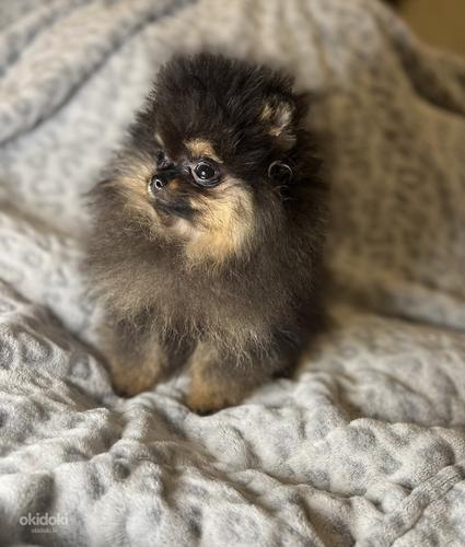 Pomeranian špic (foto #2)