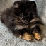 Pomeranian špic (foto #4)