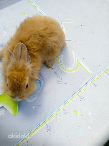 Красивые карликовые кролики 2 месяца (фото #6)