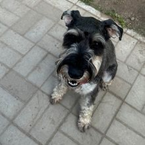 Pentu