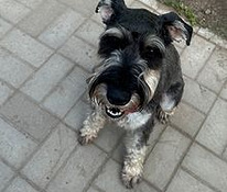 Pentu