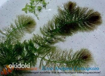 Ceratophyllum submersum (foto #2)