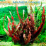 Барклайя длиннолистная красная (Barclaya longifolia) (фото #3)