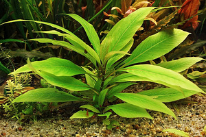 Hygrophila corymbosa Hygrophila corymbosa compact (sidrunhein) (3 foto / 3)