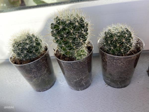 Kaktused (foto #9)