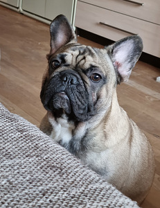 Prantsuse buldog (1 foto / 2)