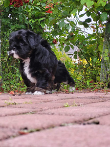 Lhasa apso (2 foto / 6)