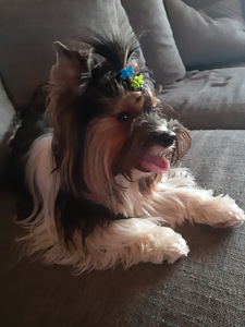 Yorki ootab pruuti